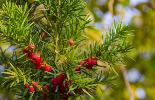 Barlind bær Stavanger